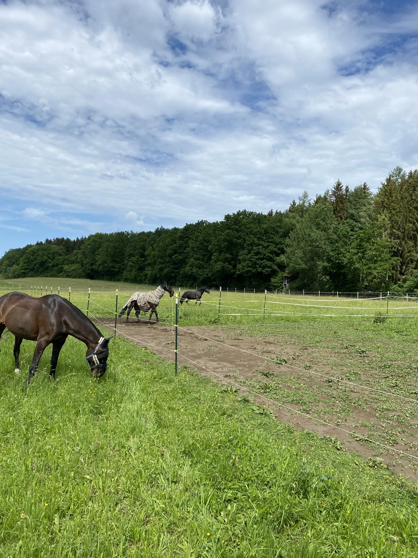 Pferde auf den Koppeln in Frohnloh