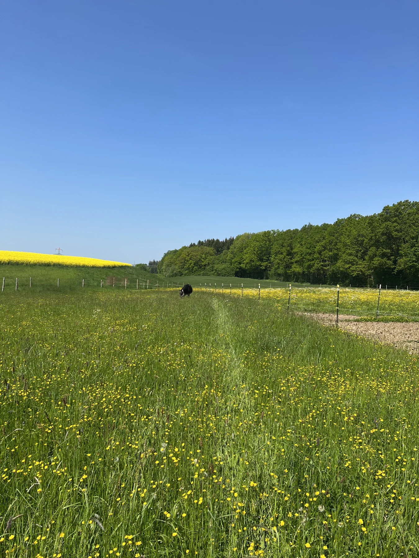 Grünland am Waldrand