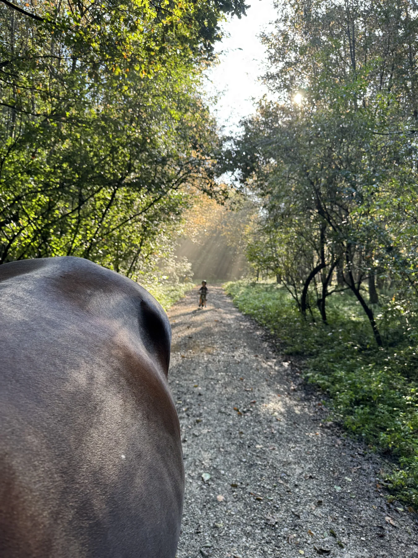 Waldweg in der Umgebung von Frohnloh