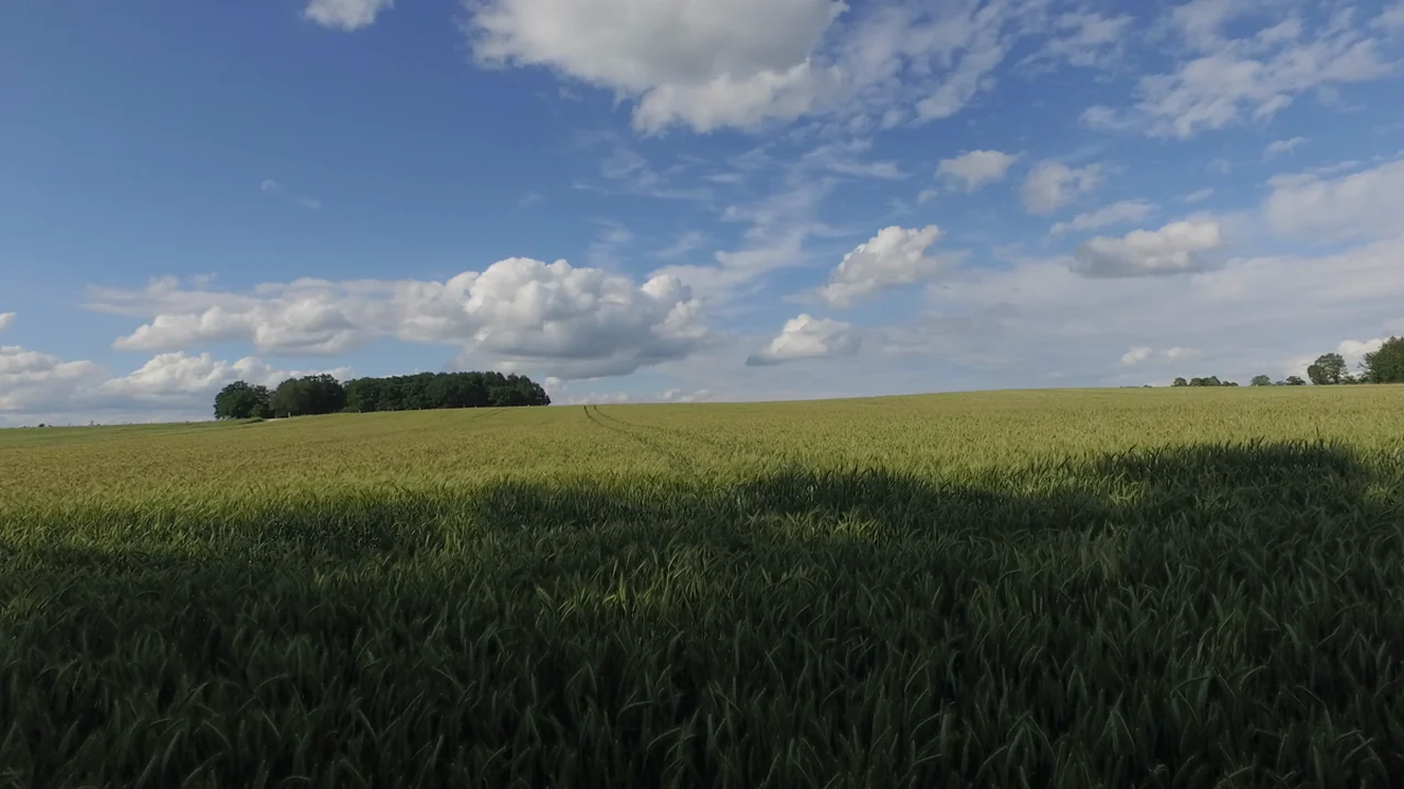 Getreidefeld mit Ähren im Wind