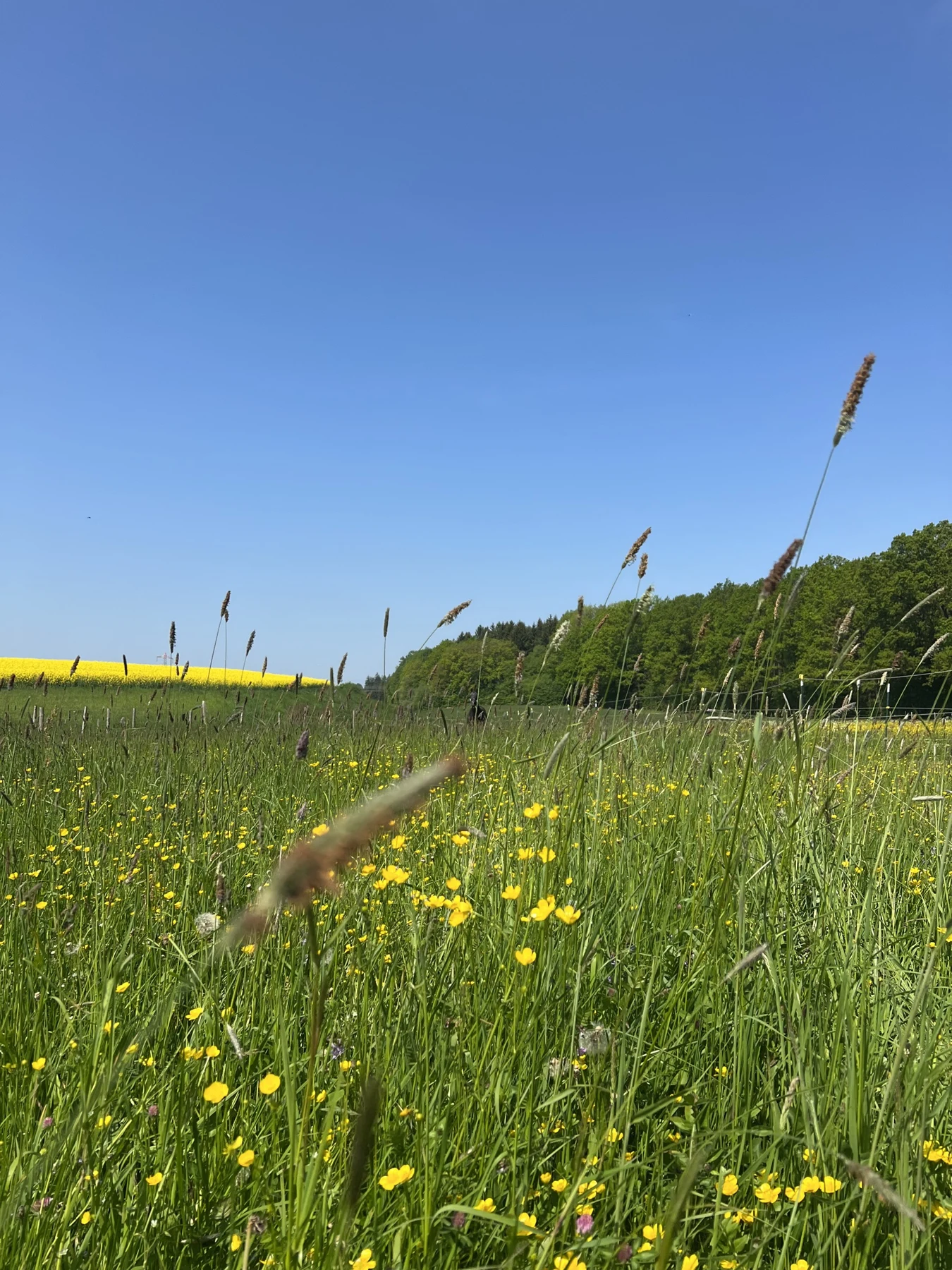 Grünland und Wiesenblumen in Frohnloh